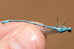 Coenagrion puella