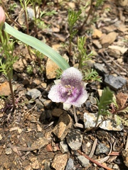 Calochortus elegans nanus