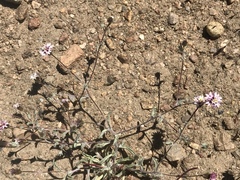 Lessingia tenuis
