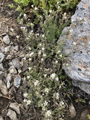 Sabulina nuttallii