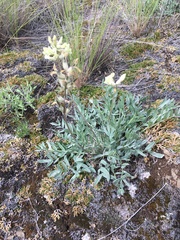 Oxytropis campestris