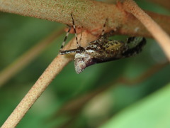 Orthopagus splendens