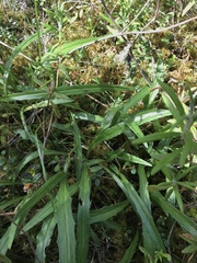 Saussurea angustifolia