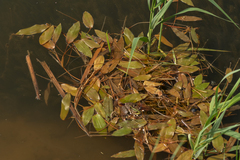 Potamogeton