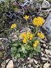 Tall Western Groundsel - Photo (c) Michael Kauffmann, some rights reserved (CC BY-ND), uploaded by Michael Kauffmann
