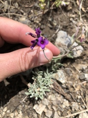 Boechera rigidissima