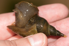 Lymnaea stagnalis