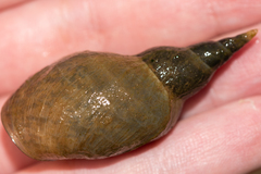 Lymnaea stagnalis