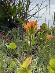 Castilleja litoralis