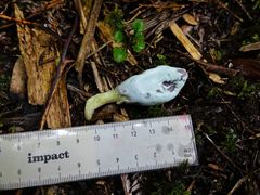 Clavogaster virescens