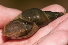 Lymnaea stagnalis