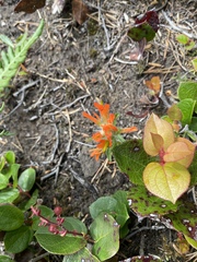 Castilleja litoralis