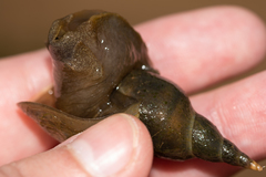Lymnaea stagnalis