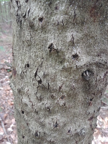 Beech Scale photo 6