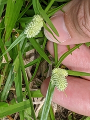 Cyperus sesquiflorus