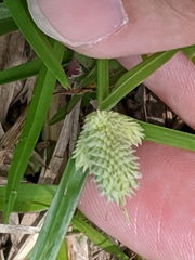 Cyperus sesquiflorus