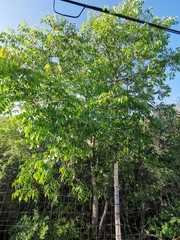 Cedrela dugesii