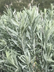 Artemisia cana