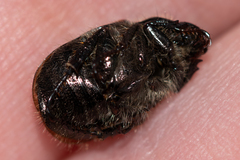 Phyllopertha horticola