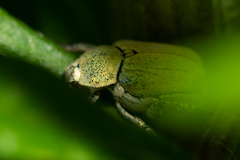 Hoplia parvula