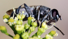 Myolepta aurinota