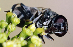 Myolepta aurinota