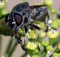 Myolepta aurinota