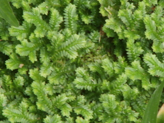 Selaginella ciliaris