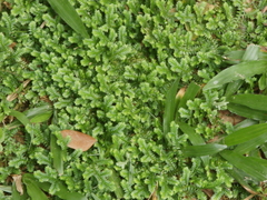 Selaginella ciliaris
