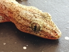Common House Gecko photo 4