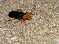 Neopyrochroa flabellata