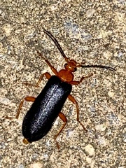 Neopyrochroa flabellata