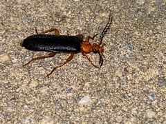 Neopyrochroa flabellata