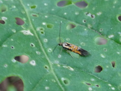 Neoheliodines nyctaginella