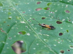 Neoheliodines nyctaginella