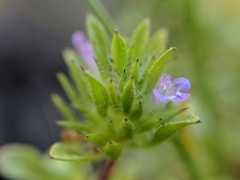 Pogogyne serpylloides