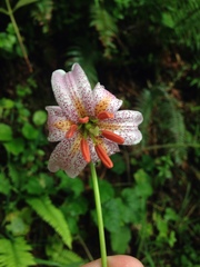 Lilium kelloggii