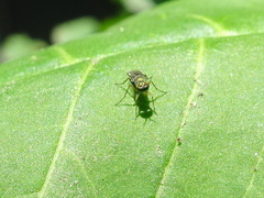 Achradocera barbata