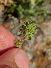 Acaena pinnatifida californica
