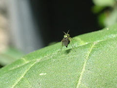 Achradocera barbata