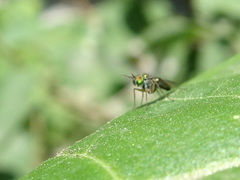 Achradocera barbata