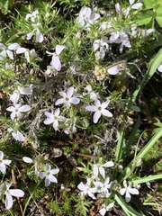 Phlox austromontana