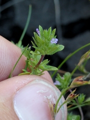 Pogogyne serpylloides