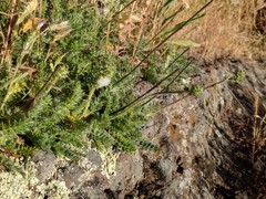 Acaena pinnatifida californica