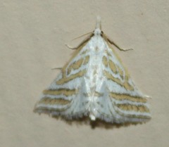 Leptosteges parthenialis
