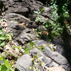 Heterostylum robustum