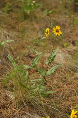 Helianthus cusickii