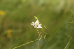 Calochortus lyallii