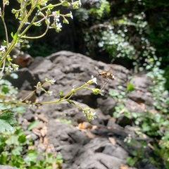 Heterostylum robustum