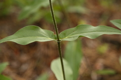 Helianthus cusickii